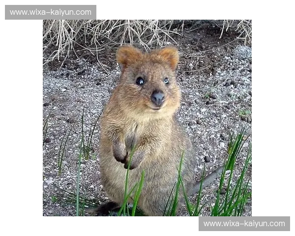 绿茵版“大卫挑战歌利亚”：澳洲袋鼠vs巴林红军，谁能主宰亚洲足球之巅？